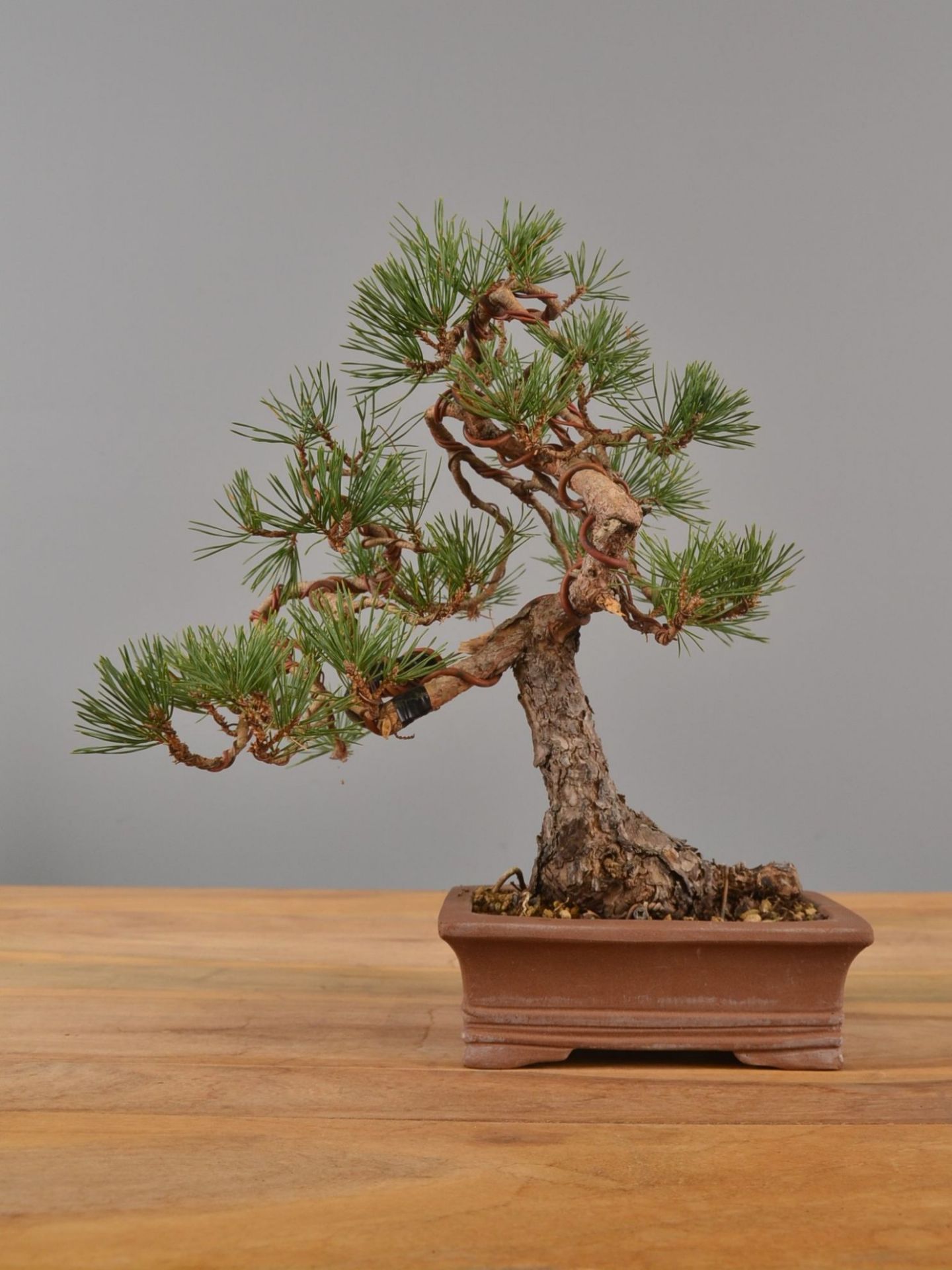 Immagine di Bonsai Pino silvestre