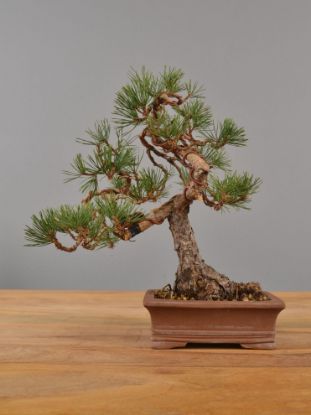 Immagine di Bonsai Pino silvestre