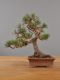 Immagine di Bonsai Pino silvestre
