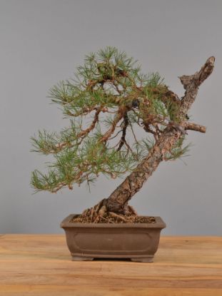 Immagine di Bonsai Pino silvestre