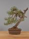 Immagine di Bonsai Pino silvestre