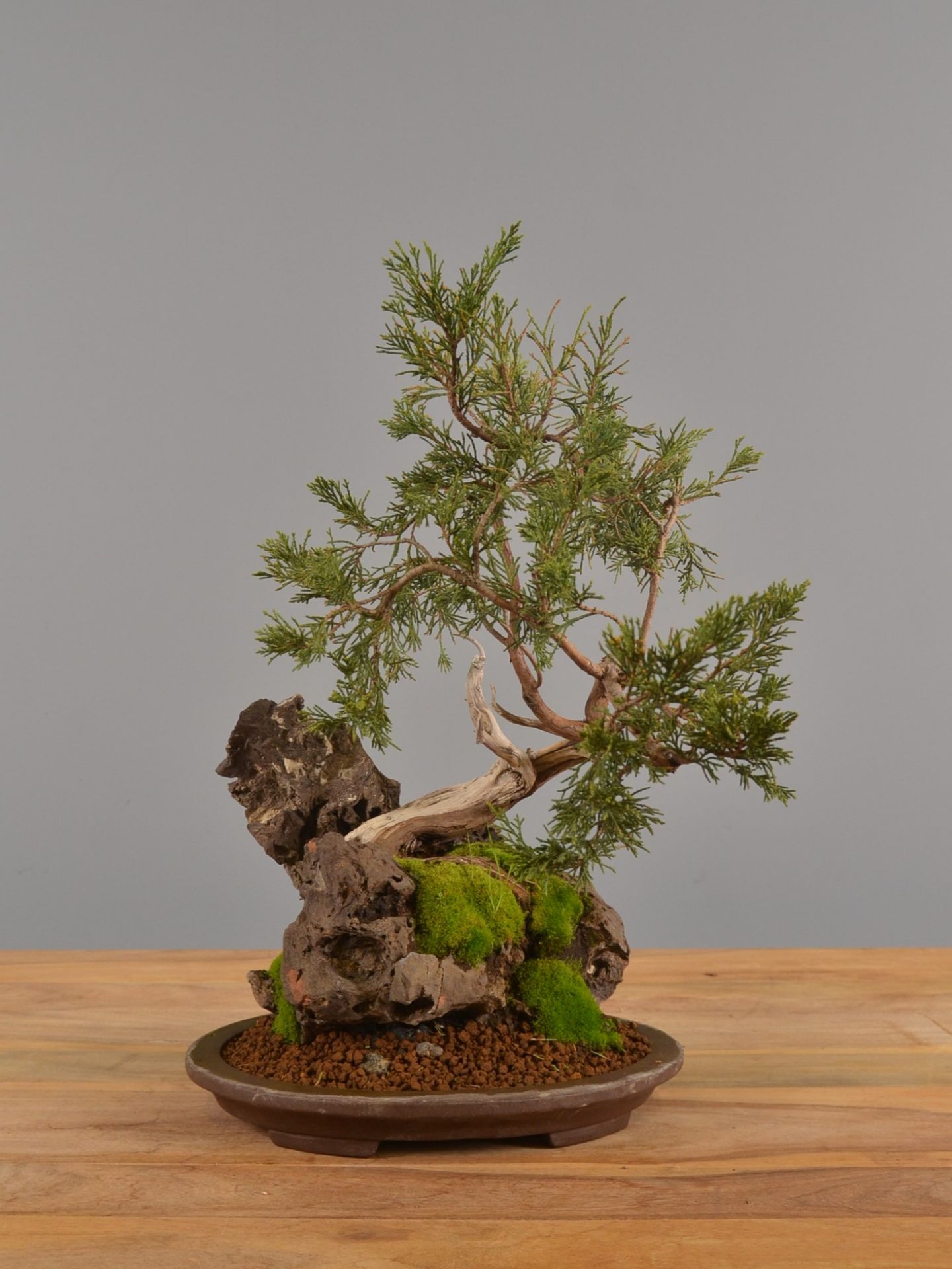 Immagine di Bonsai Ginepro