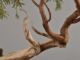 Immagine di Bonsai Ginepro