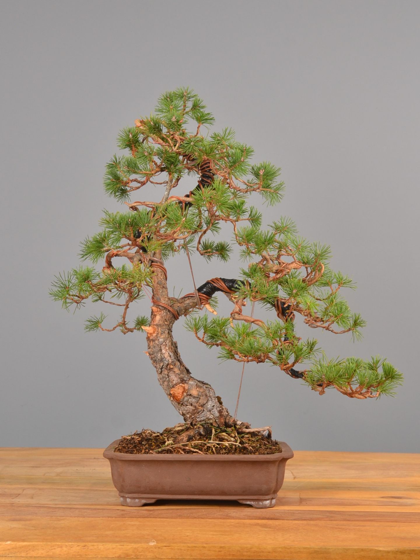 Immagine di Bonsai Pino giapponese