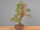 Immagine di Bonsai Pino giapponese