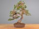 Immagine di Bonsai Pino giapponese