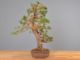 Immagine di Bonsai Pino giapponese