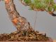 Immagine di Bonsai Pino giapponese