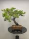 Immagine di Bonsai Pino giapponese