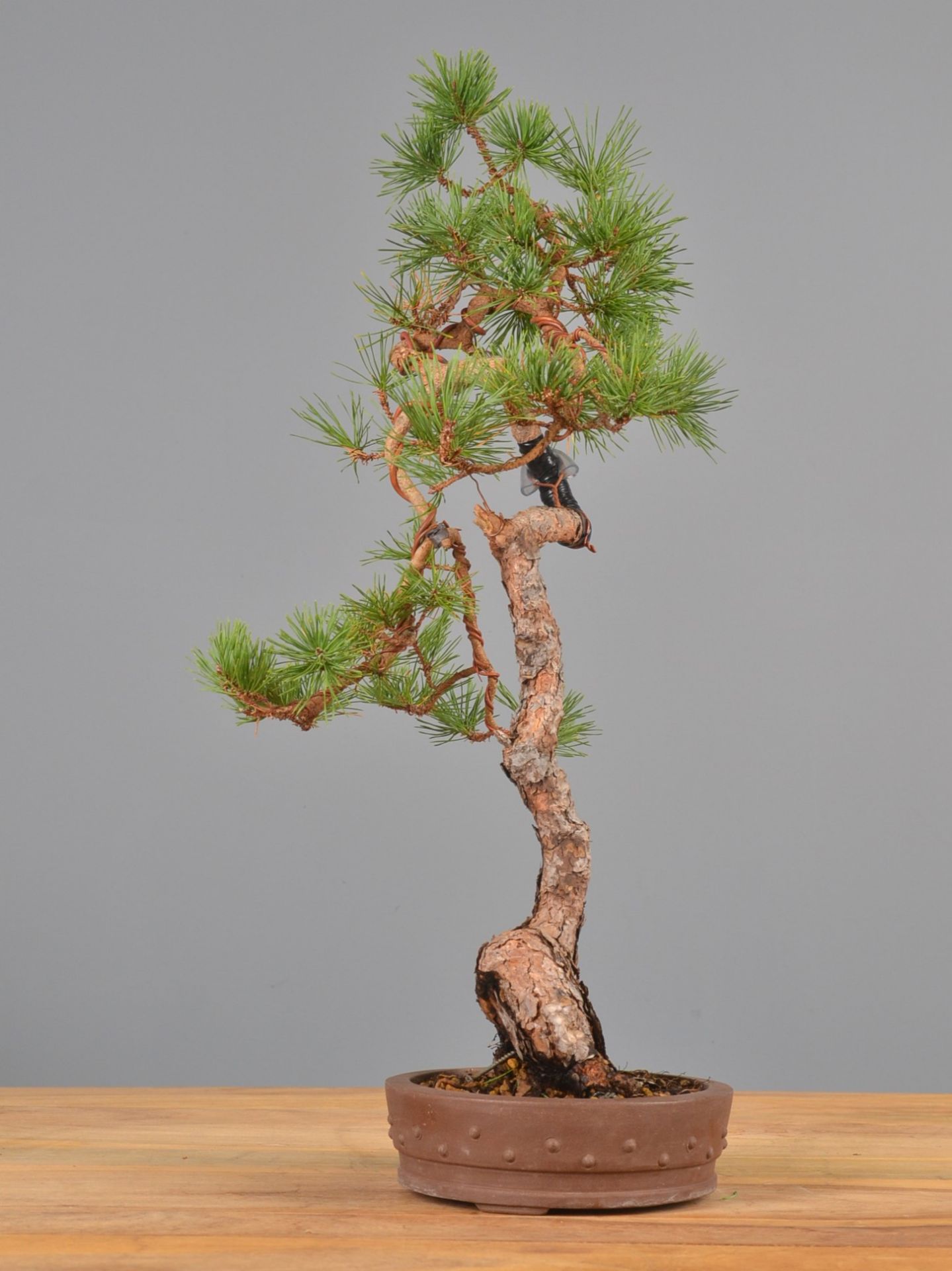 Immagine di Bonsai Pino silvestre