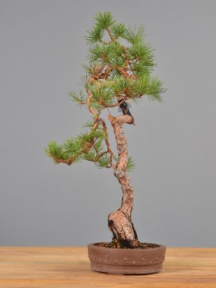 Immagine di Bonsai Pino silvestre