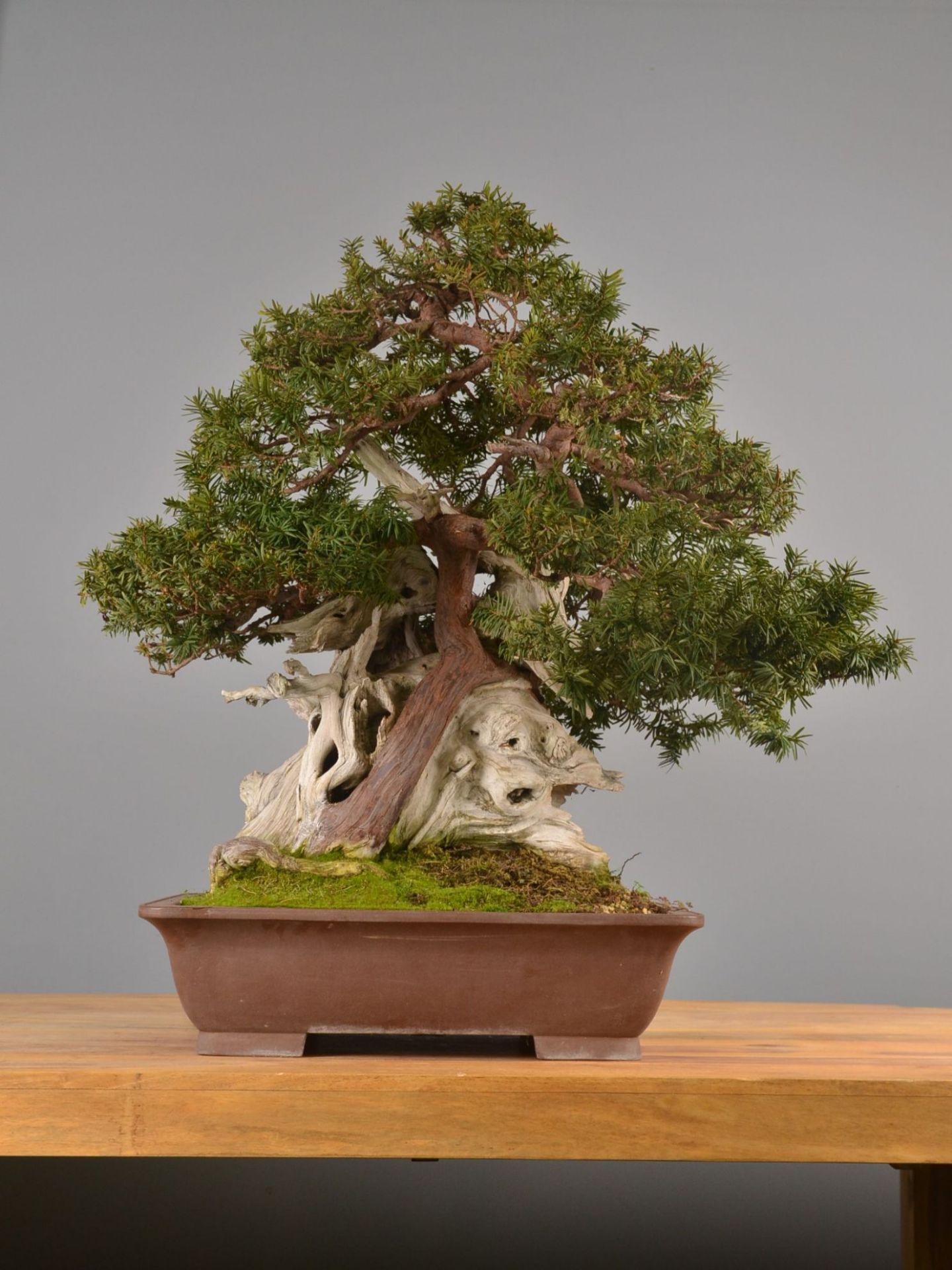 Immagine di Bonsai Tasso Giapponese