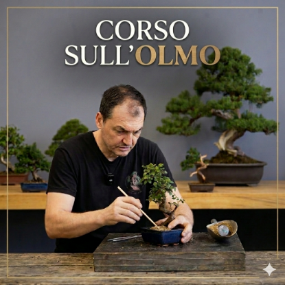 Immagine di Corso Online Olmo