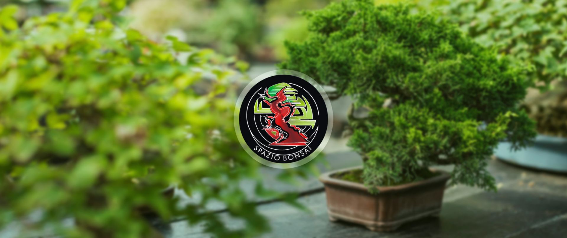 Immagine di Spazio Bonsai - Giugno