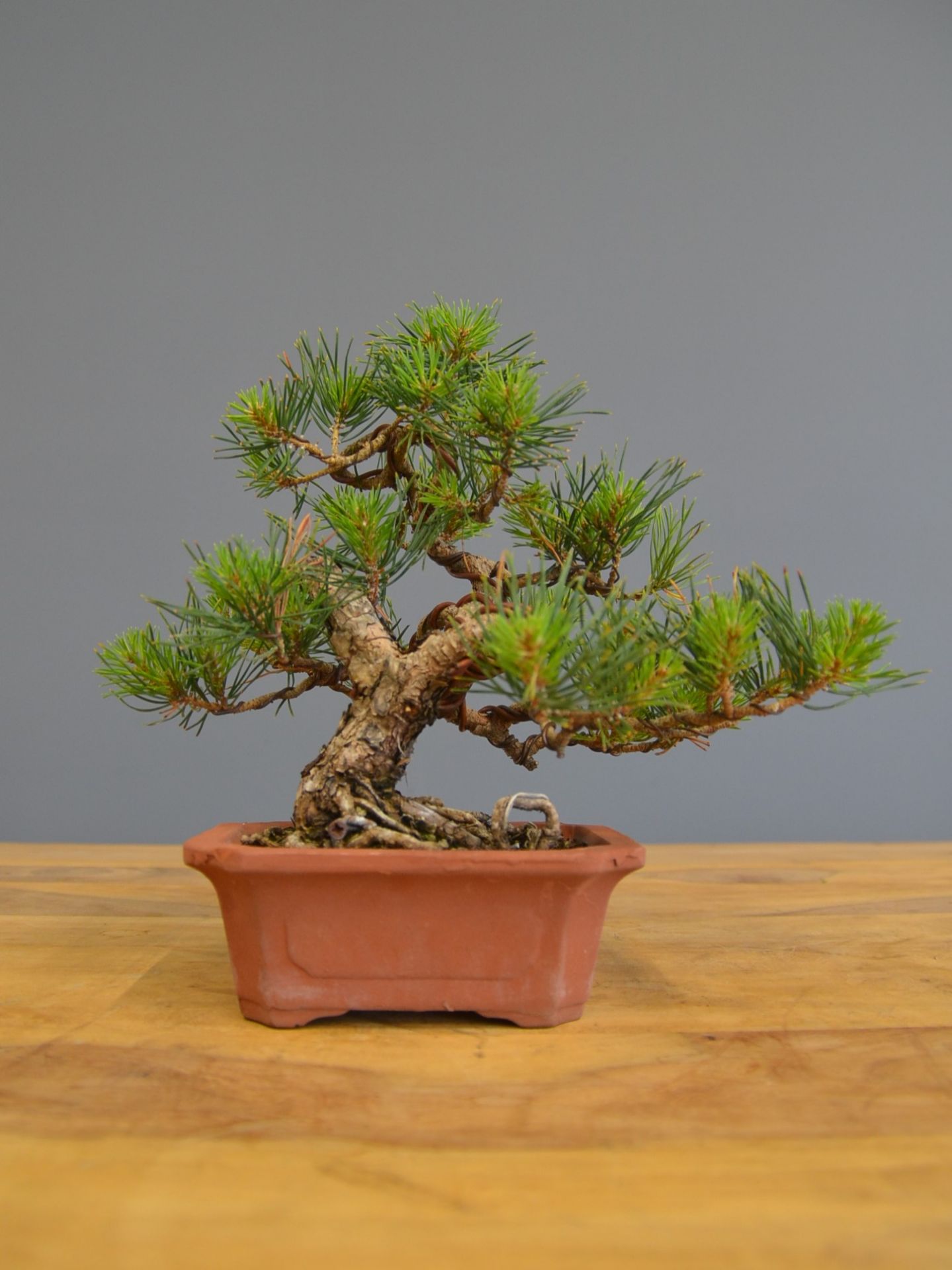 Immagine di Bonsai Pino silvestre