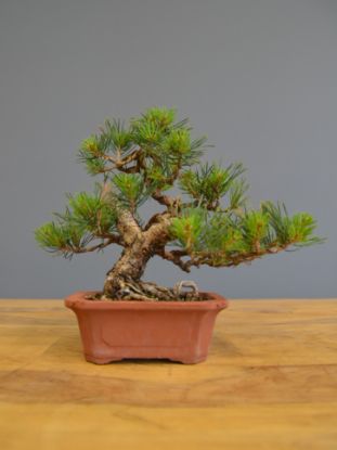 Immagine di Bonsai Pino silvestre