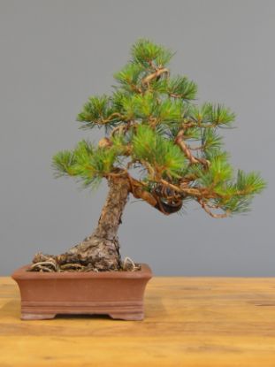 Immagine di Bonsai Pino silvestre