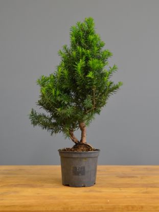 Immagine di Tasso Prebonsai