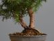 Immagine di Bonsai Tasso