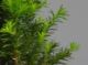 Immagine di Bonsai Tasso