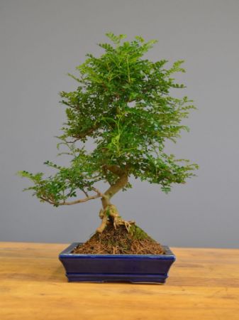 Immagine per la categoria Albero del pepe (Zanthoxylum piperitum)