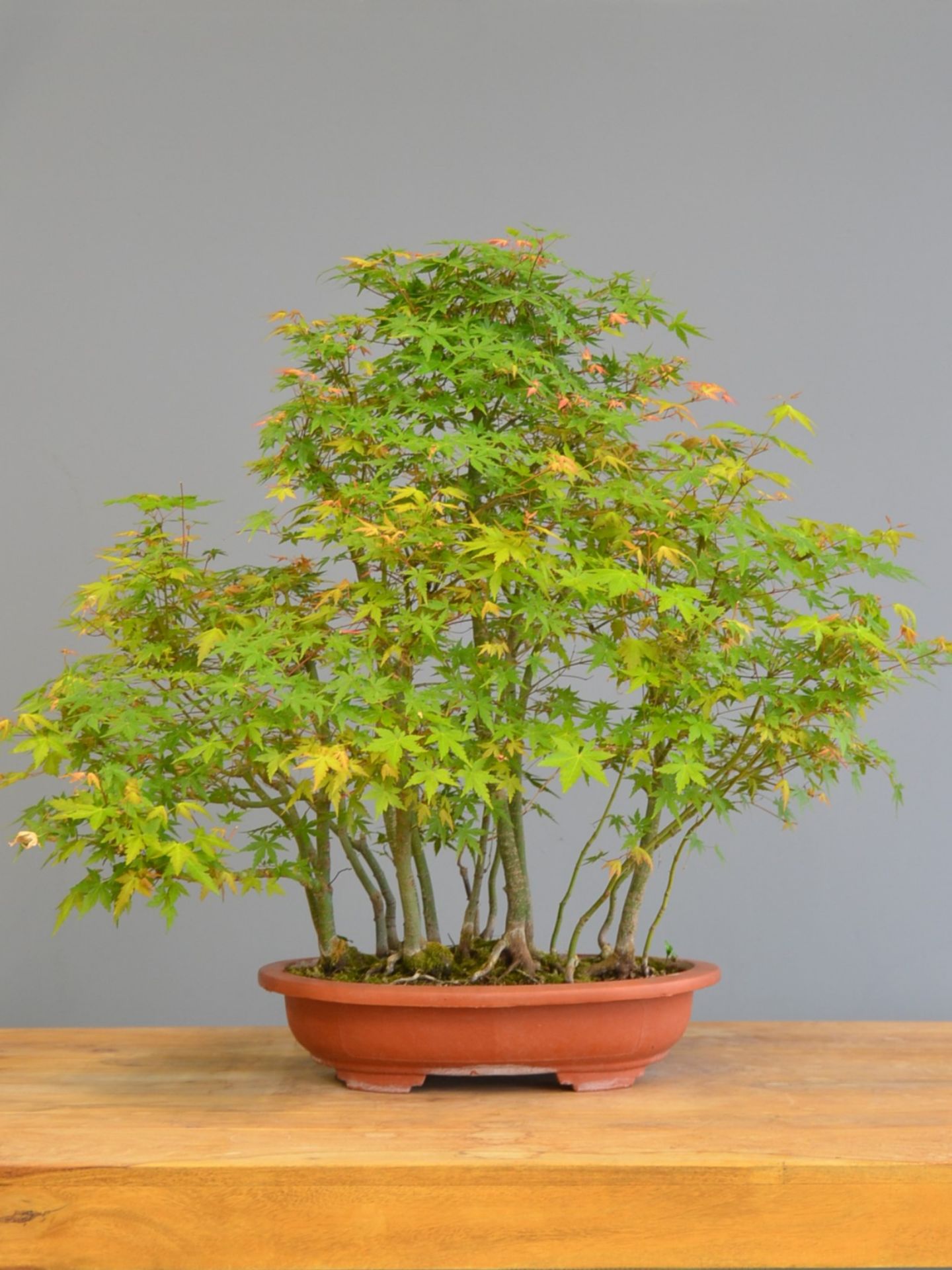 Immagine di Bonsai Acero