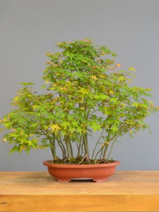 Immagine di Bonsai Acero