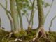 Immagine di Bonsai Acero