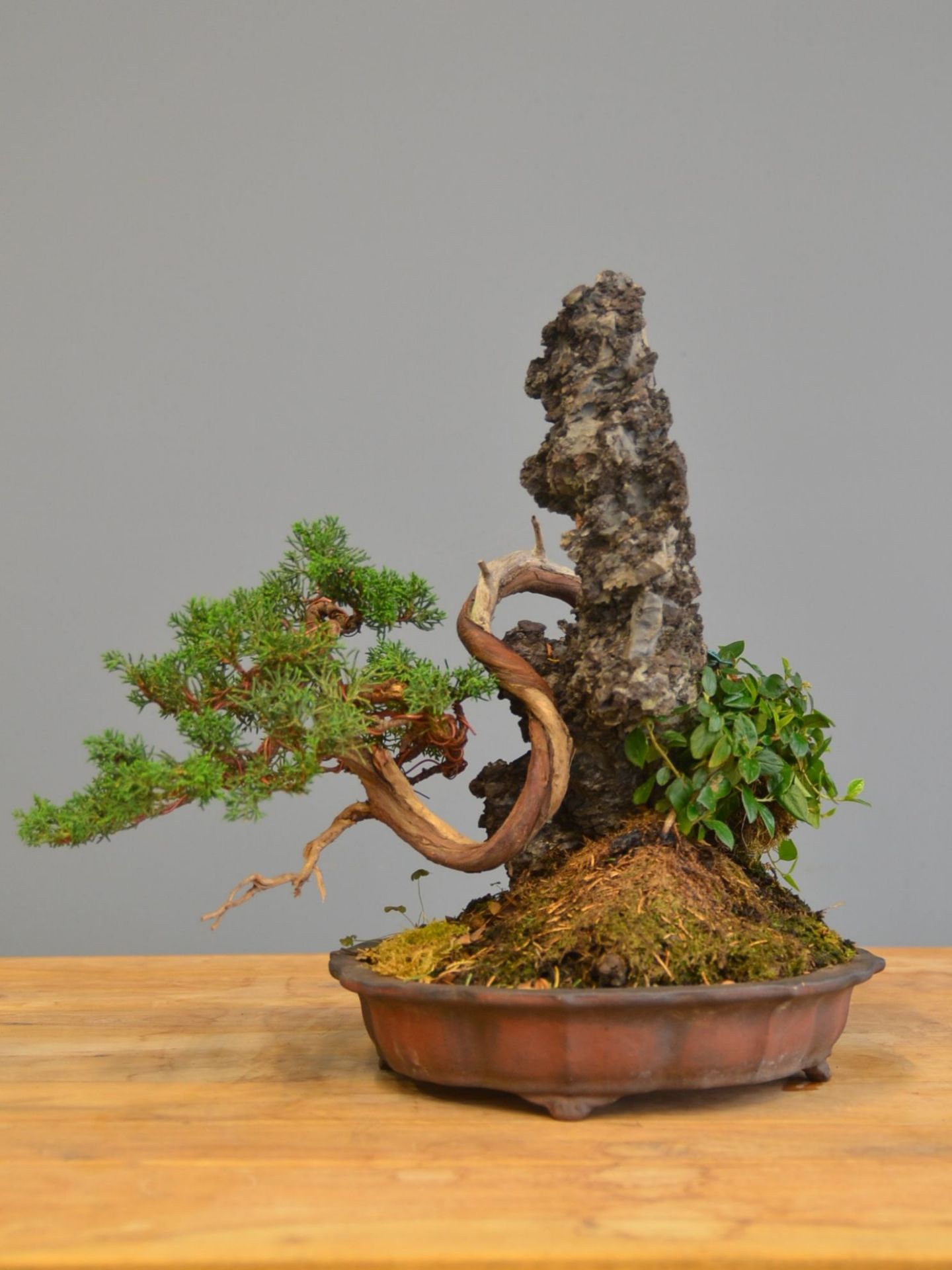 Immagine di Bonsai Ginepro