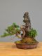 Immagine di Bonsai Ginepro