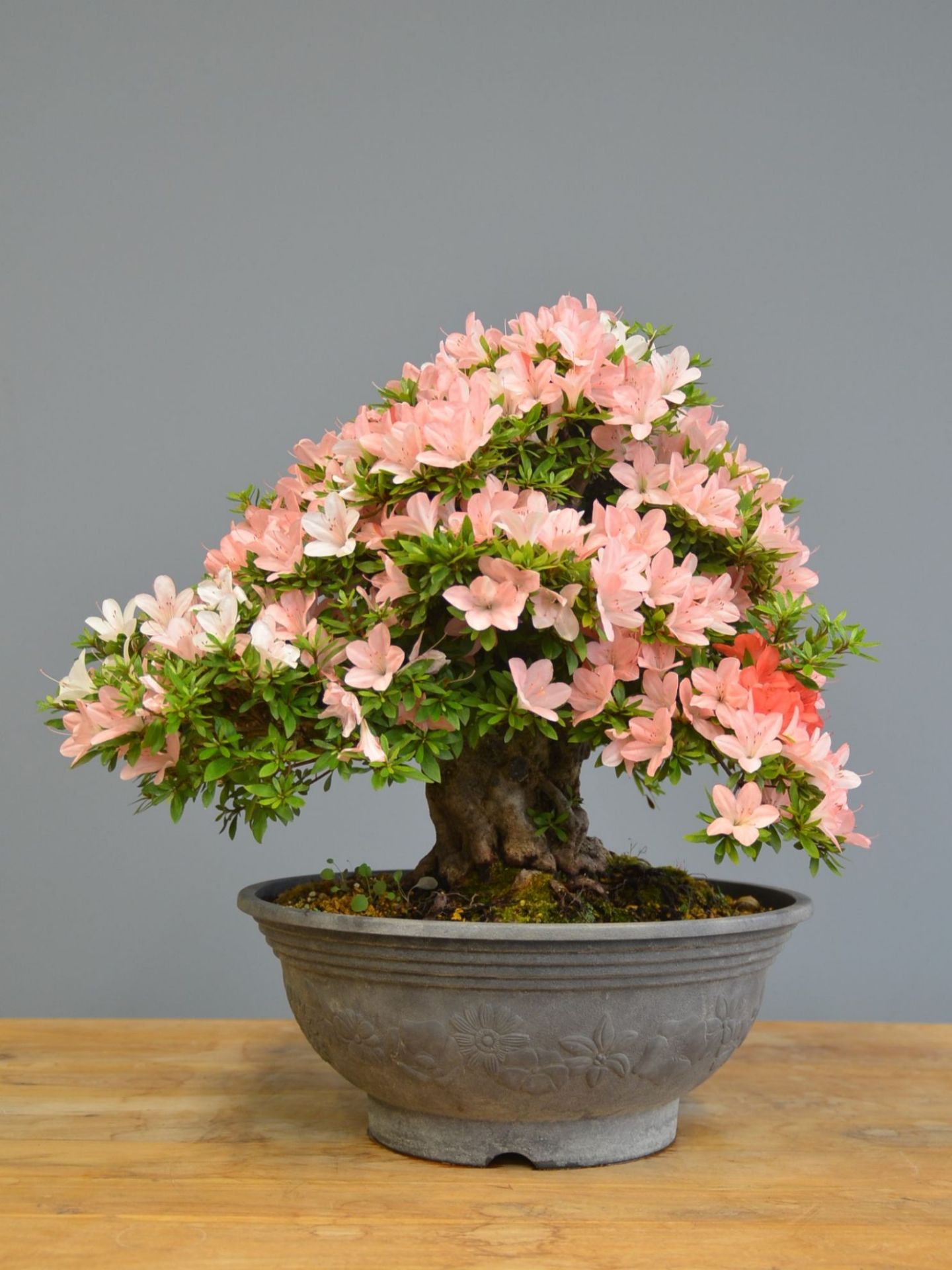 Immagine di Bonsai Azalea