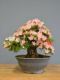 Immagine di Bonsai Azalea
