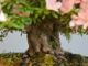 Immagine di Bonsai Azalea