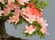 Immagine di Bonsai Azalea