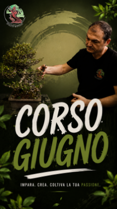 Immagine di Spazio Bonsai - Giugno 2026