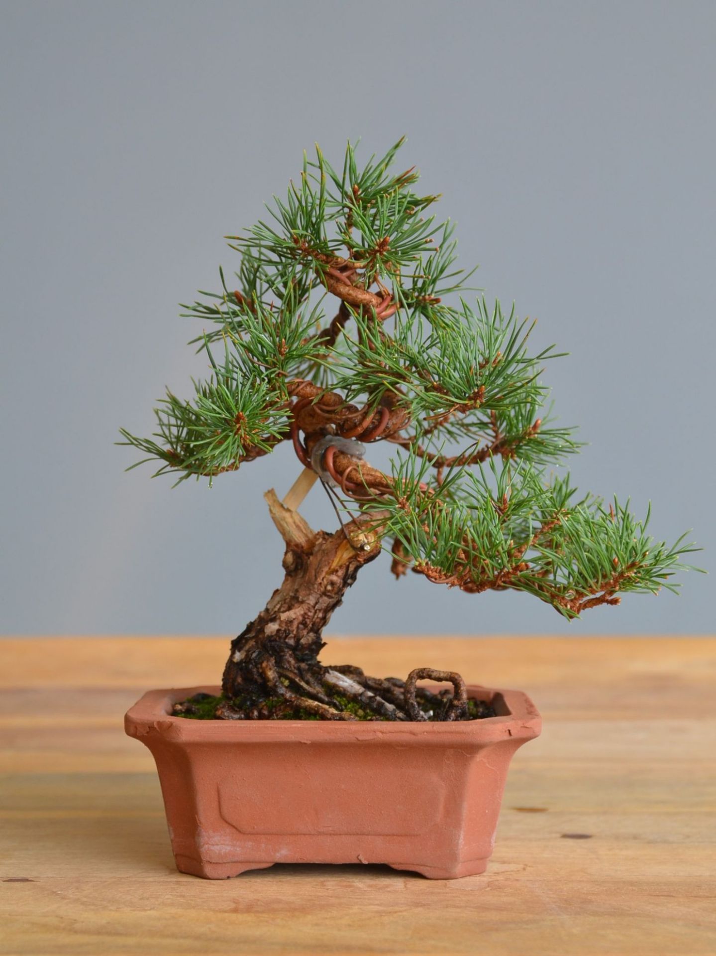Immagine di Bonsai Pino silvestre