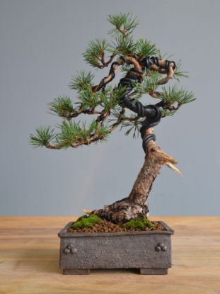 Immagine di Bonsai Pino silvestre