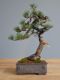 Immagine di Bonsai Pino silvestre