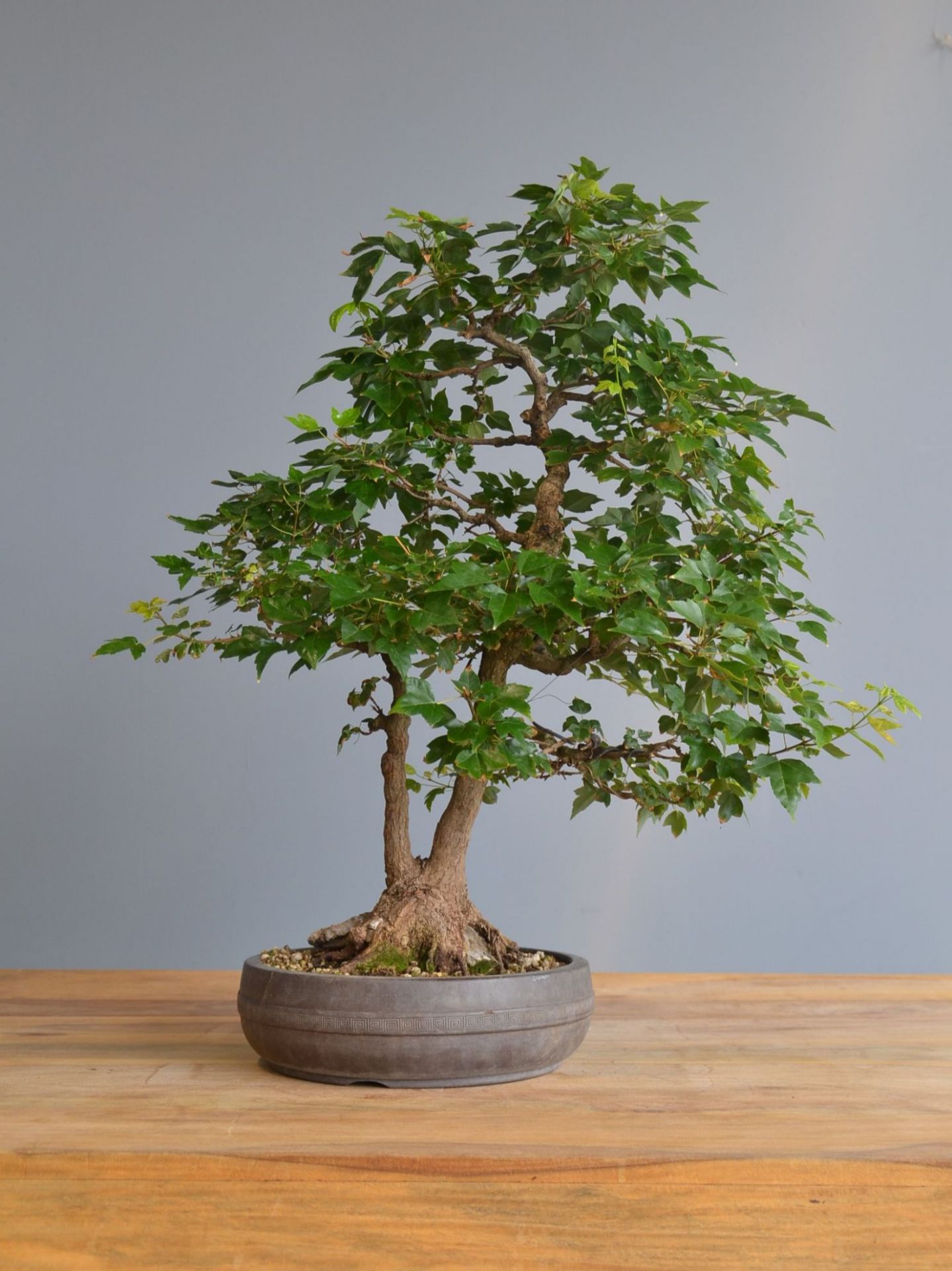 Immagine di Bonsai Acero