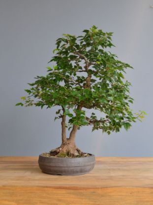 Immagine di Bonsai Acero