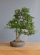 Immagine di Bonsai Acero