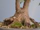 Immagine di Bonsai Acero