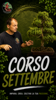 Immagine di Spazio Bonsai - Settembre 2026