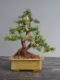 Immagine di Bonsai Tasso