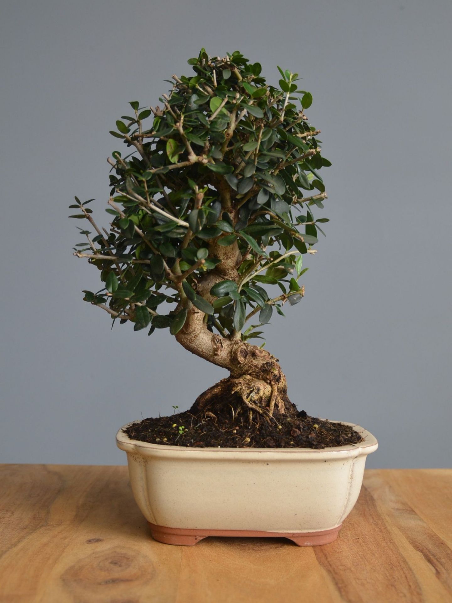 Immagine di Bonsai Olivo