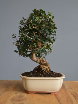 Immagine di Bonsai Olivo