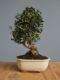 Immagine di Bonsai Olivo