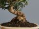Immagine di Bonsai Olivo