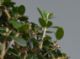Immagine di Bonsai Olivo