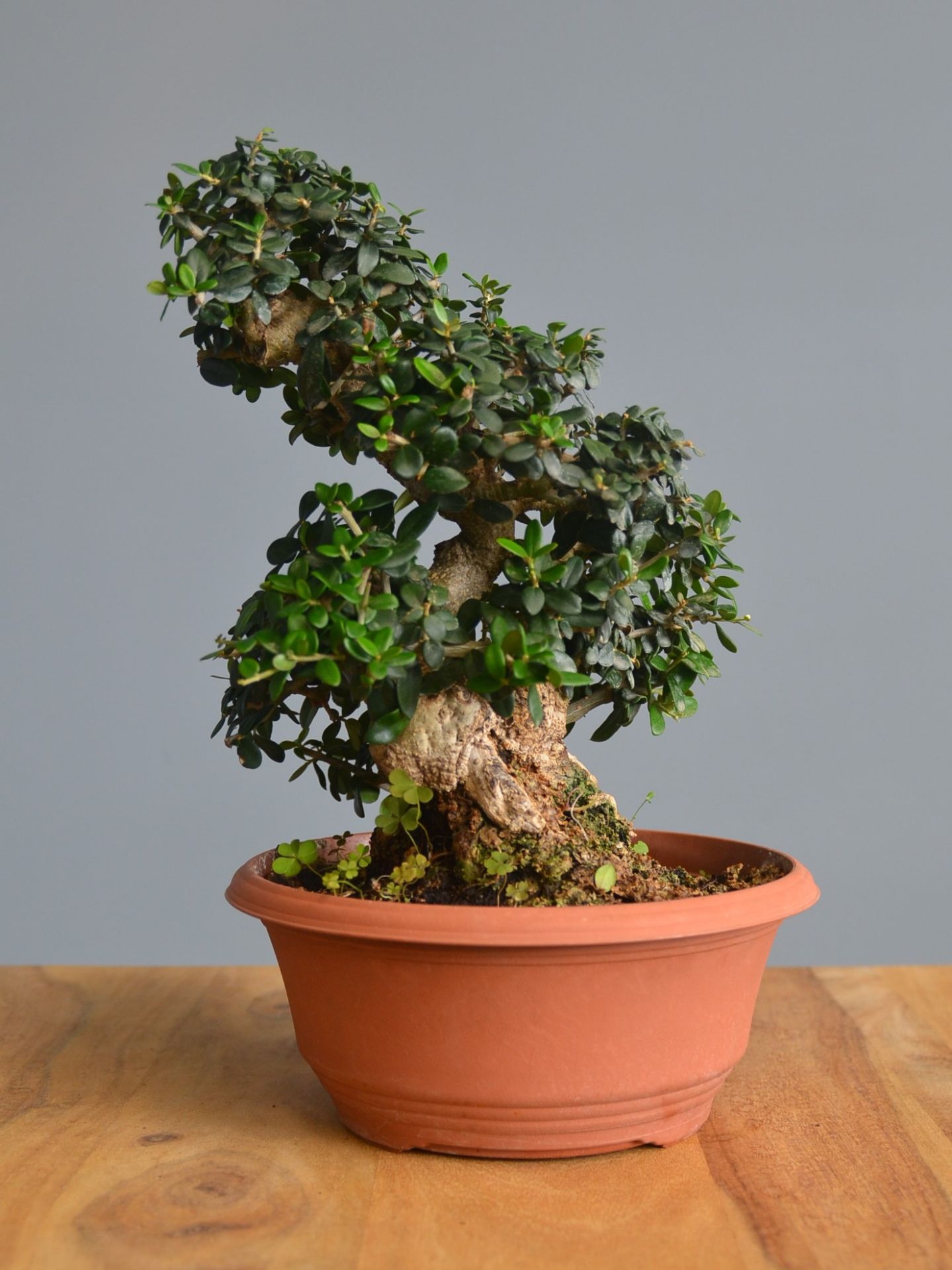 Immagine di Bonsai Olivo
